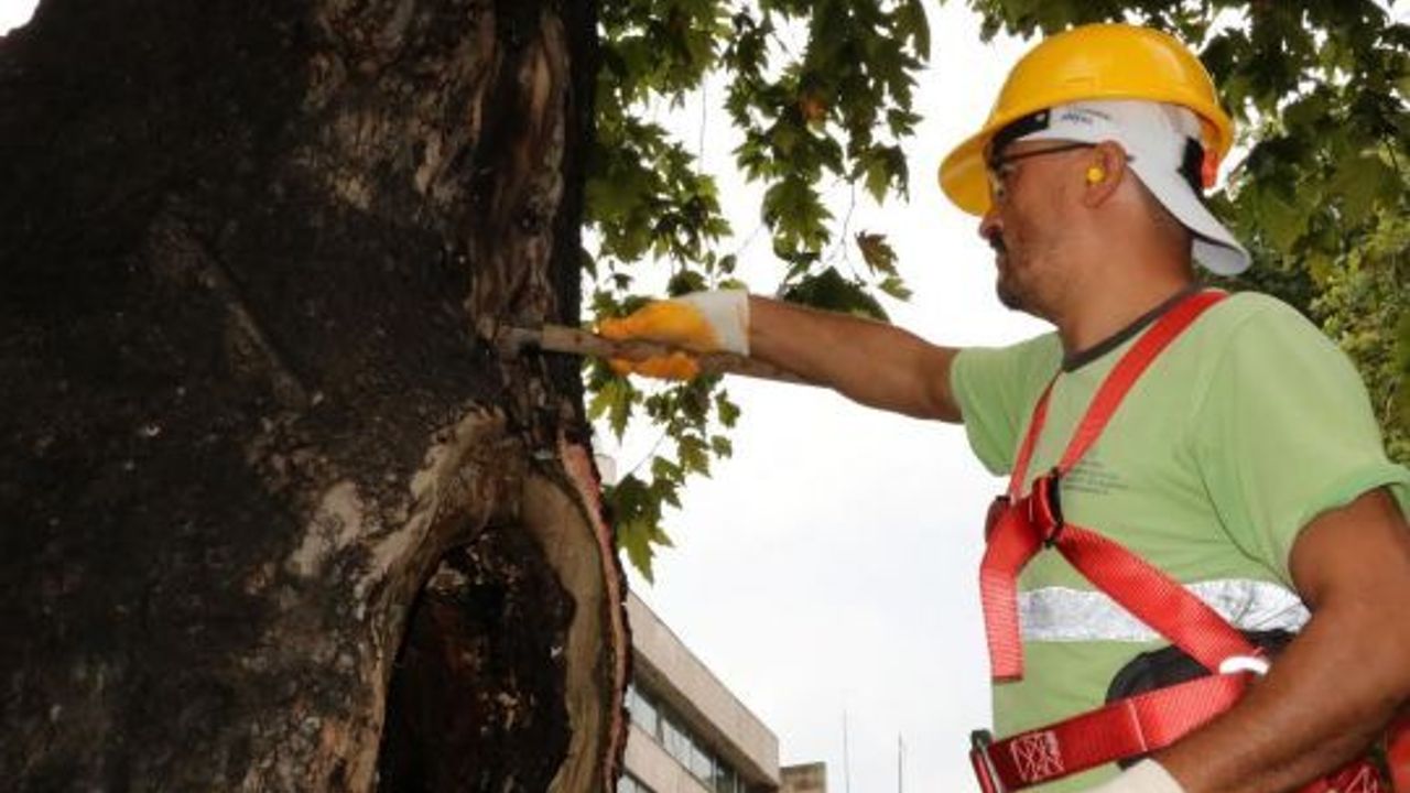 Asırlık ağaçların tedavisine devam ediliyor