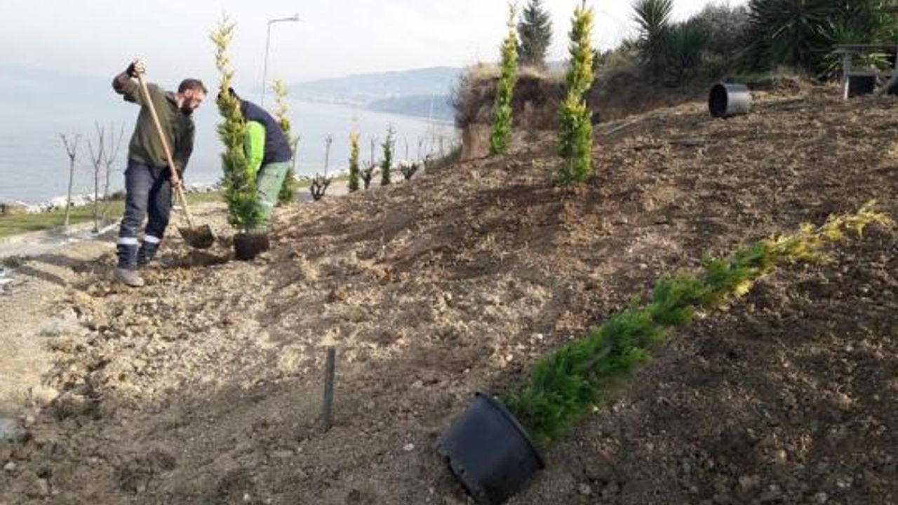 Karamürsel Ereğli Sahili yeşile bürünüyor