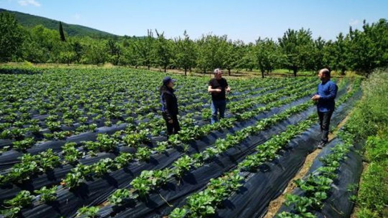 Büyükşehir, desteklediği çilek bahçelerin kontrolünü yapıyor