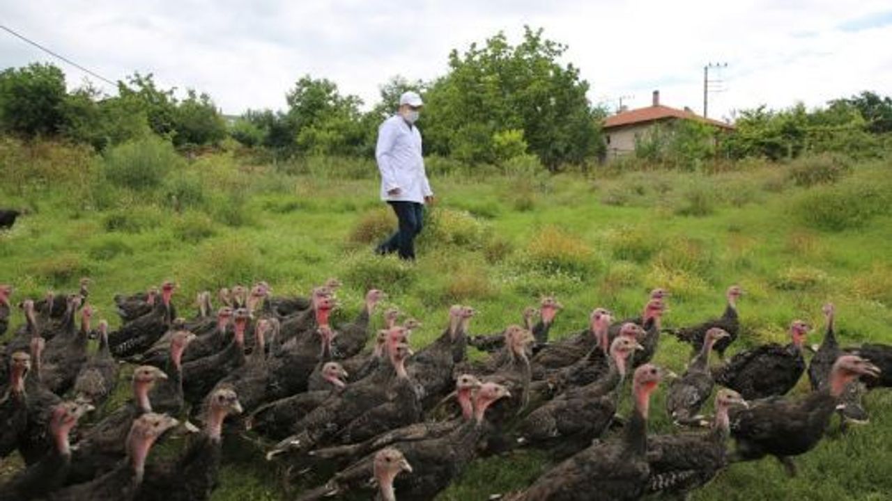 Kandıra Hindisi markası yeniden hayat bulacak