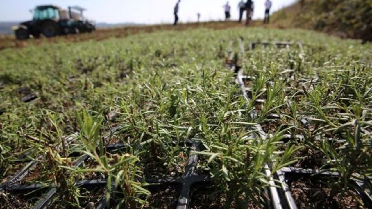 2 milyon biberiye fidesi toprakla buluşuyor