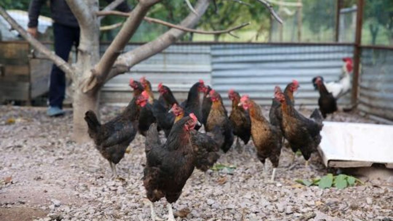 Kocaeli çiftçisine 20 bin tavuk desteği