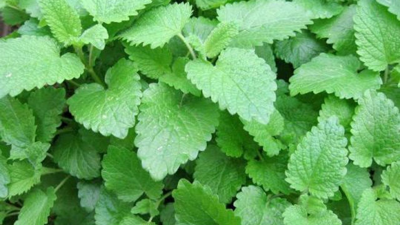 Büyükşehir onbinlerce Oğul Otu ve Tıbbi Nane verecek