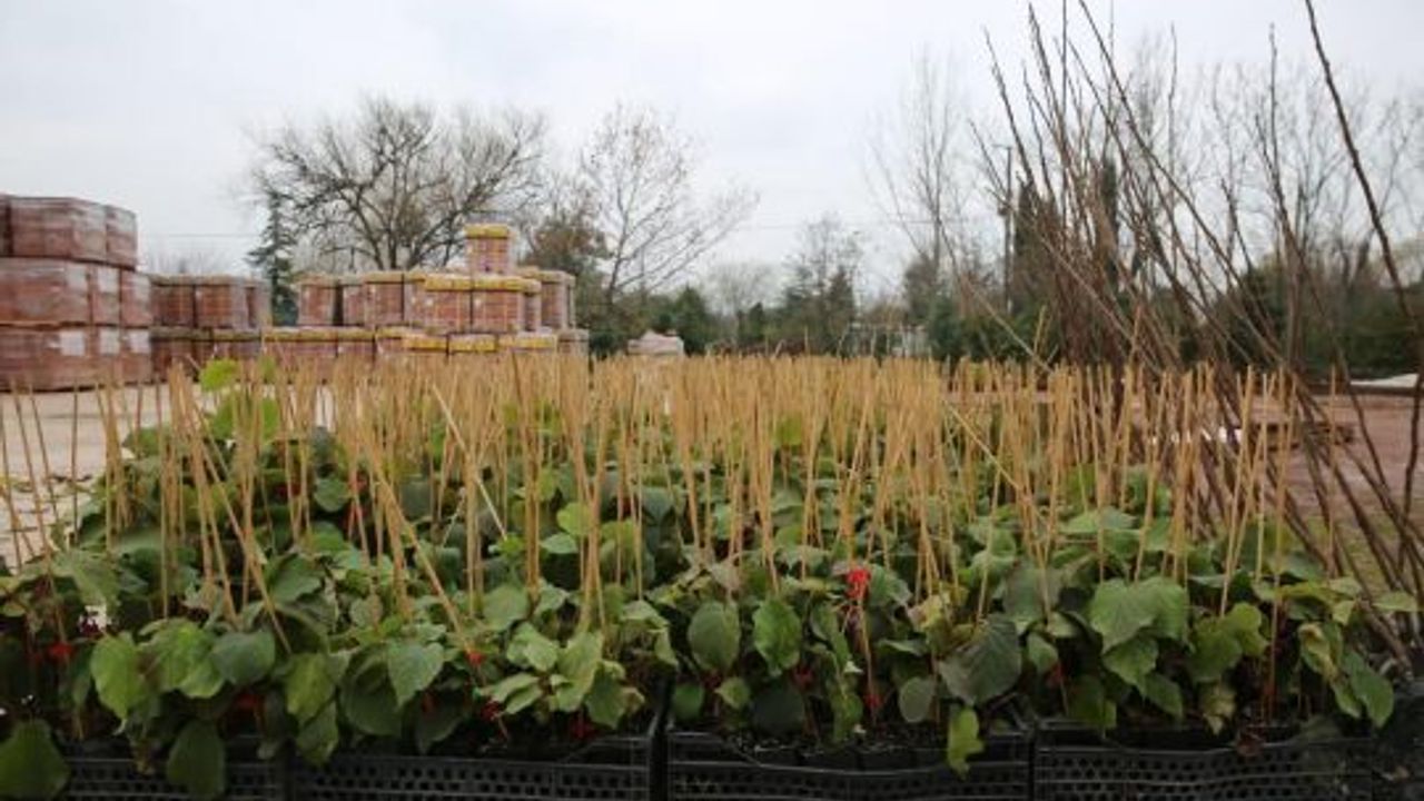 Çiftçiler yüzde 50 hibeli fidanları almaya başladı