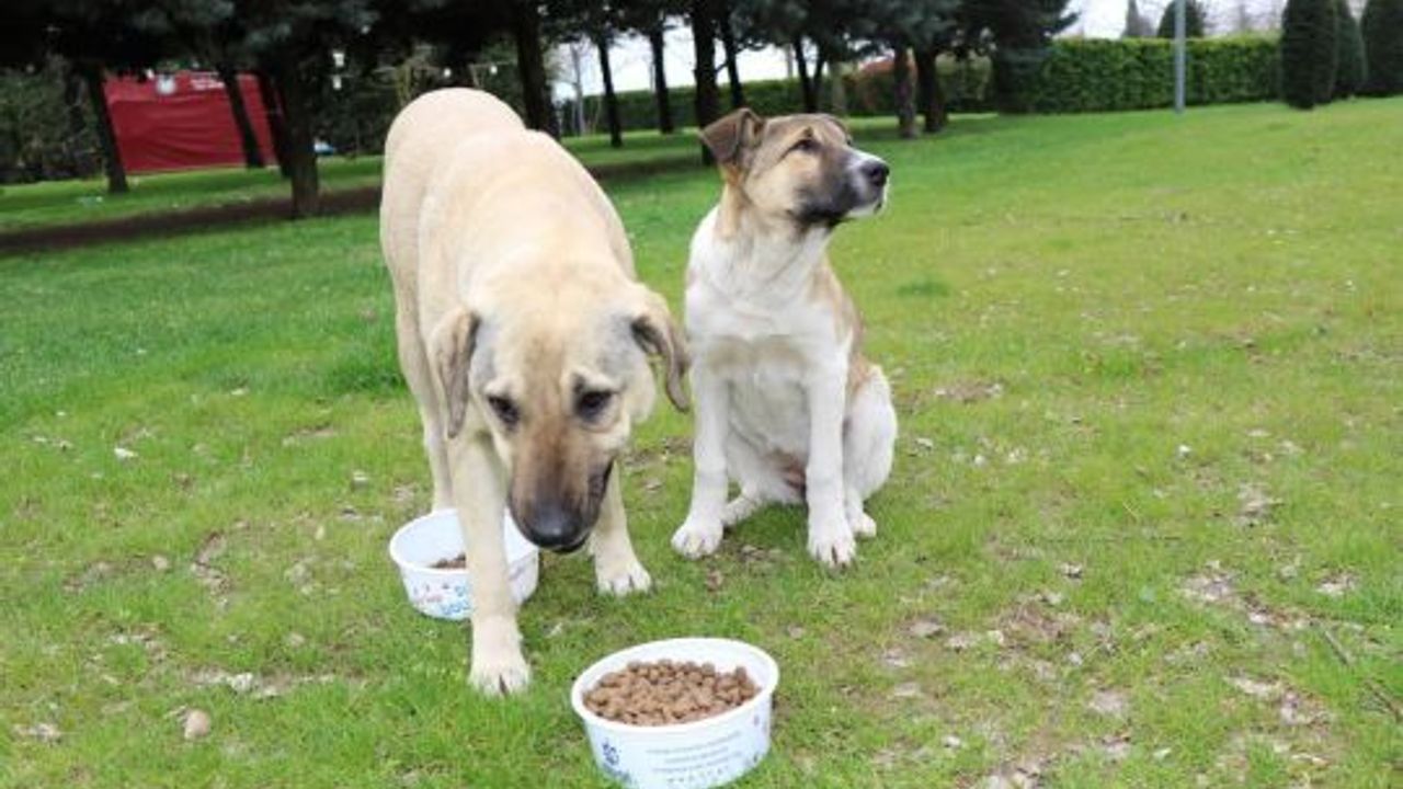 Sessiz dostlarımızın karnını yeni yılda da Büyükşehir doyuracak