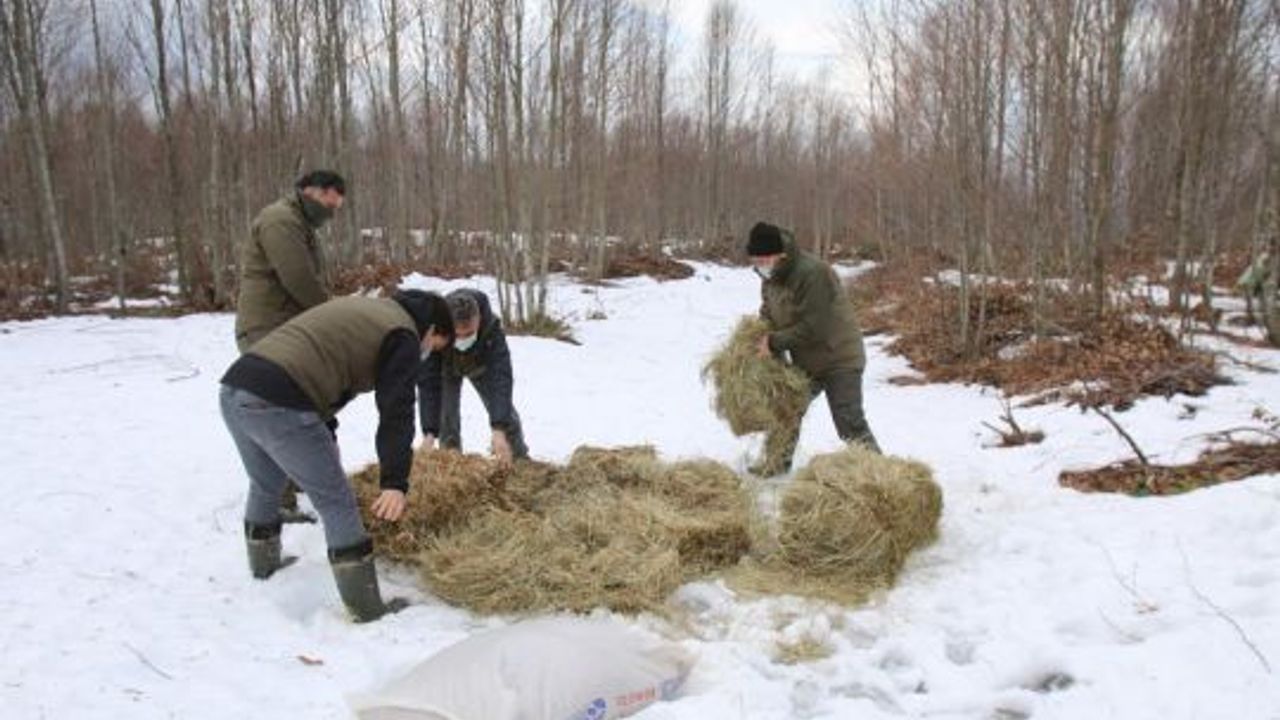Pazar artıkları hayvanlara yem oluyor