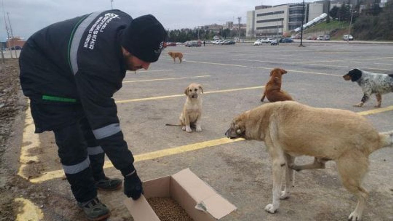 Kar yağışı öncesi sokak hayvanlarına kuru mama