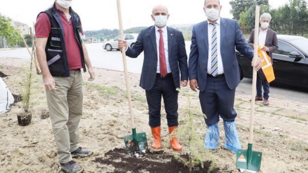 Körfez İlimtepe’ye 750 sedir ağacı