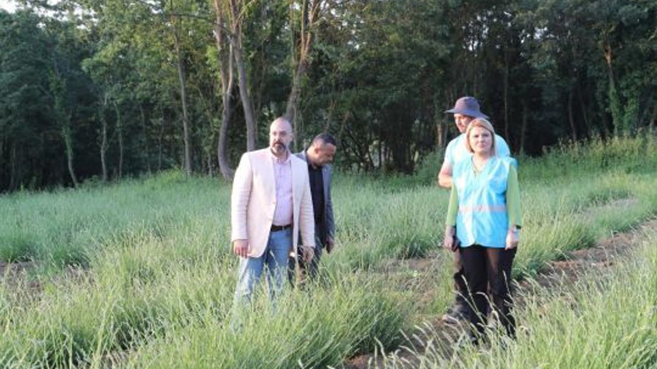 Başkan Hürriyet, Durhasan’daki lavanta bahçesini inceledi
