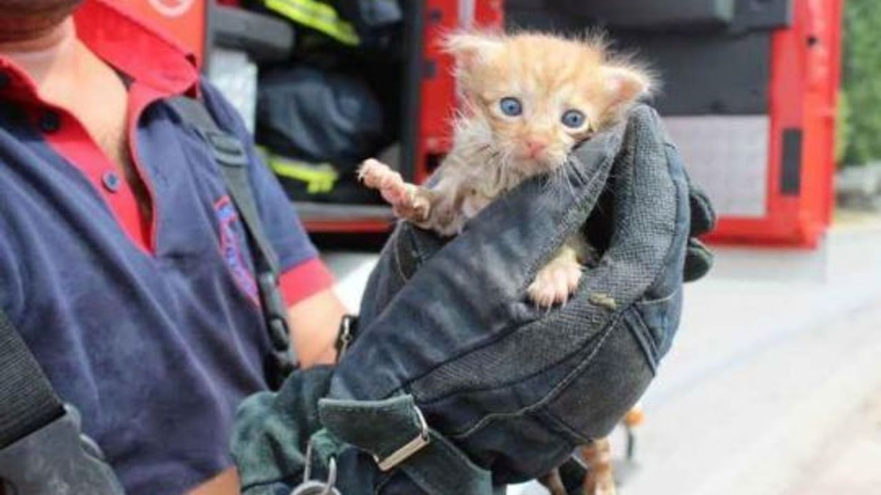 Kocaeli Büyükşehir Belediyesi, Can Dostlarına Destek Olmaya Devam Ediyor