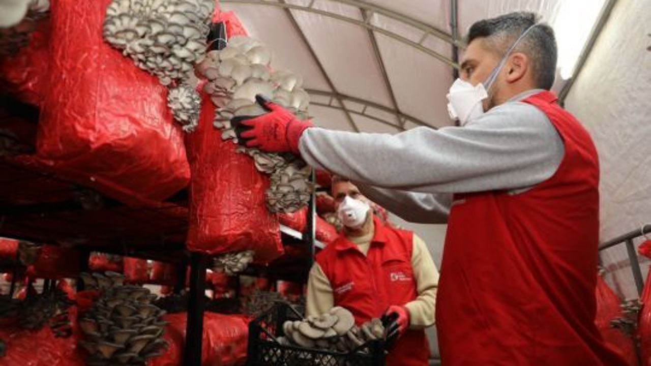 İzmit Belediyesi, Ücretsiz İstiridye Mantarı Dağıtıyor