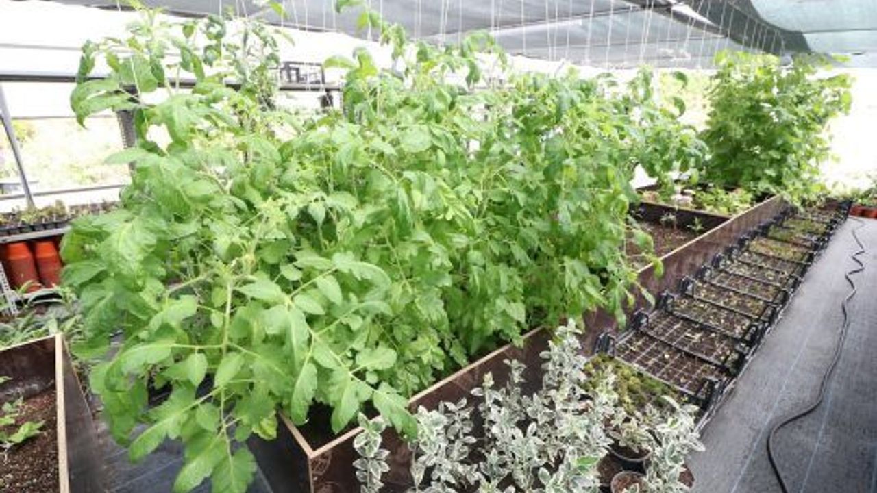 Derince Belediyesi Kendi Serasını Kurarak Yeşil Dönüşüm Başlattı