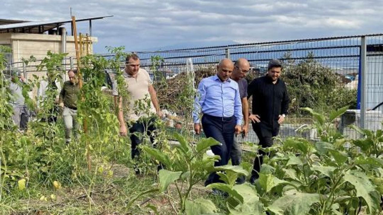 Körfez’de Ata Tohumuyla İlk Hasat Gerçekleşti