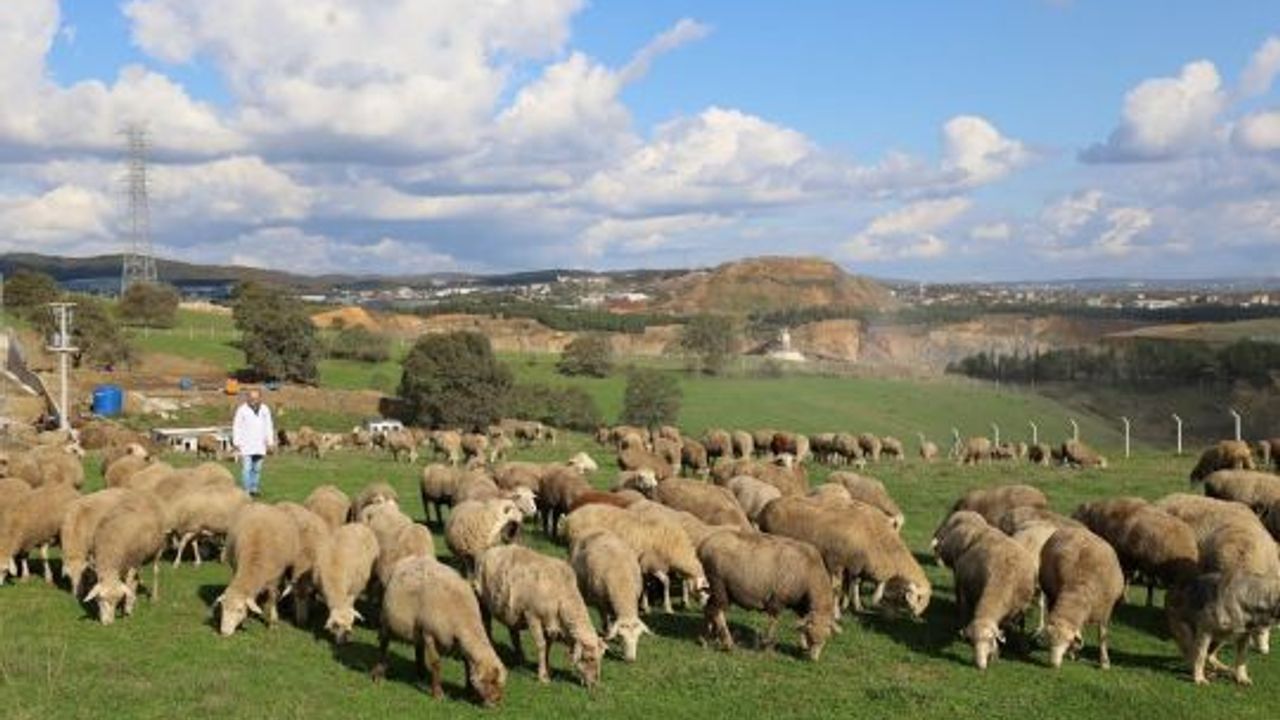 Damızlık Koç Desteğiyle Kuzulama Oranları Arttı