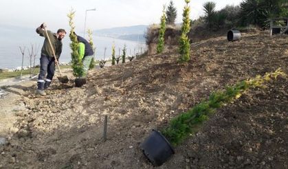 Karamürsel Ereğli Sahili yeşile bürünüyor