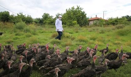 Kandıra Hindisi markası yeniden hayat bulacak