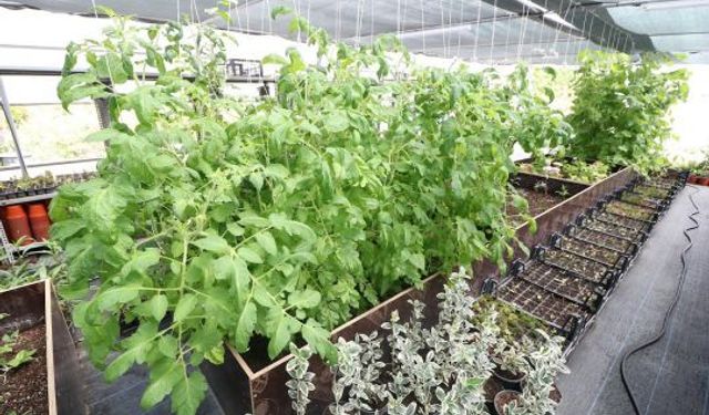 Derince Belediyesi Kendi Serasını Kurarak Yeşil Dönüşüm Başlattı