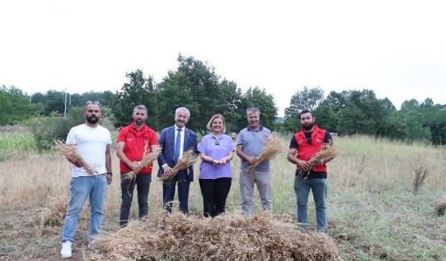 İzmit Belediyesi’nden İlk Nohut Hasadı