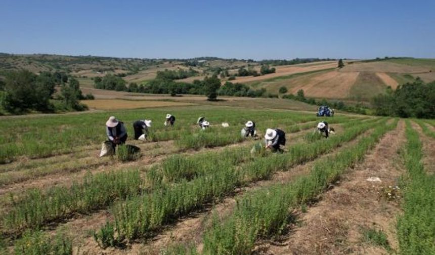 Kocaeli’de, Tıbbi ve Aromatik Bitki Hasadı, başladı