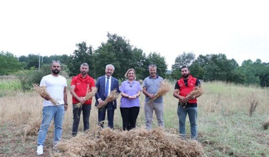 İzmit Belediyesi’nden İlk Nohut Hasadı